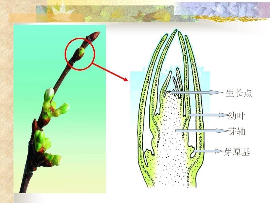 生物：第5章第4节植物茎的输导功能精品课件苏教版七年级上_第5页