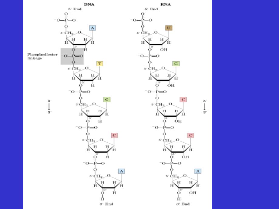 生物化学：第08章 核酸（nucleic acid）第04节_第2页