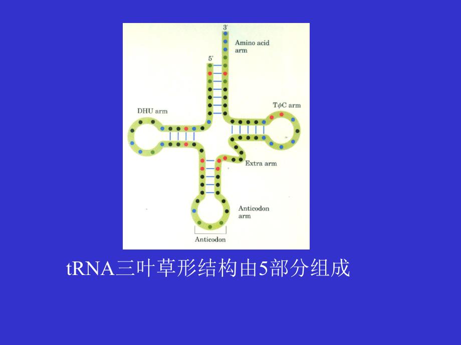 生物化学：第08章 核酸（nucleic acid）第04节_第4页