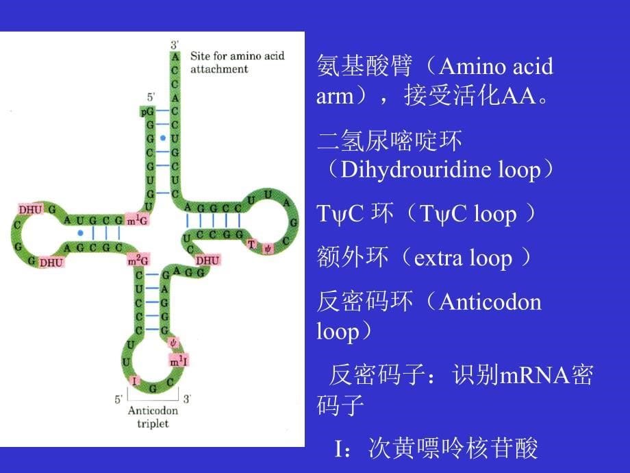 生物化学：第08章 核酸（nucleic acid）第04节_第5页