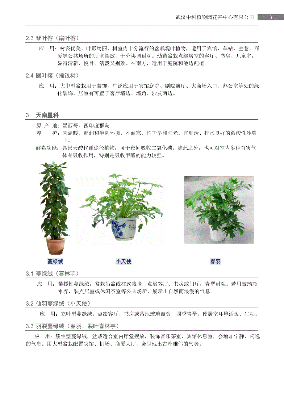 室内观叶植物_第3页