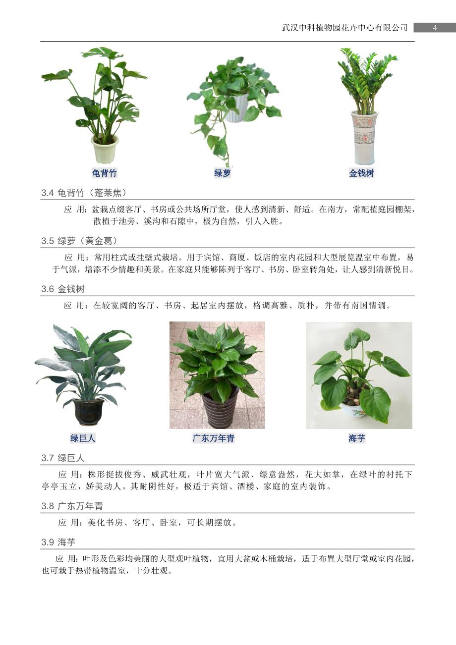 室内观叶植物_第4页