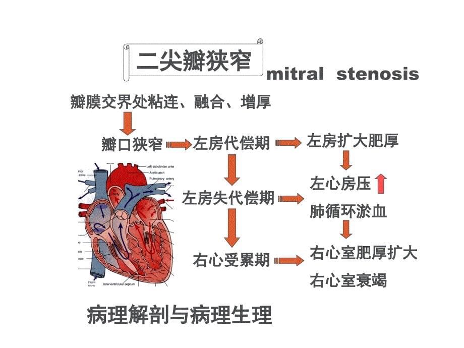 内科护理学心脏瓣膜病_第5页