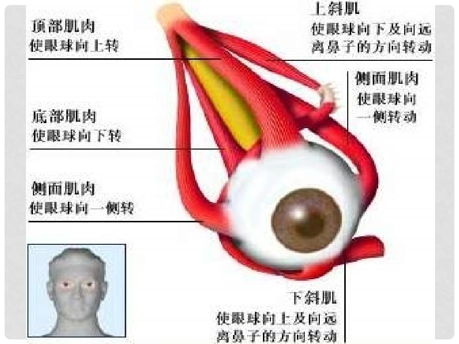 七年级生物下册 12.3 感知信息课件 （新版）苏教版_第3页