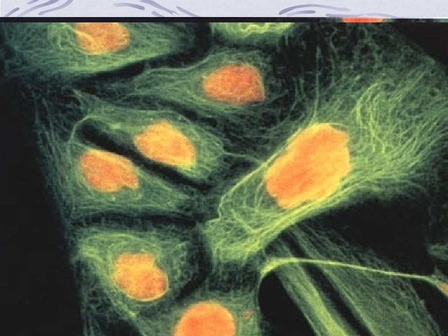 南农 细胞生物学 8_第1页