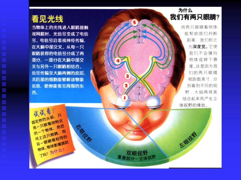 01眼的解剖生理_第3页