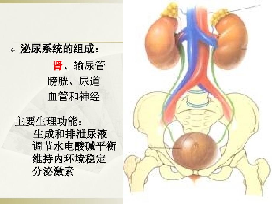 泌尿总论_第2页