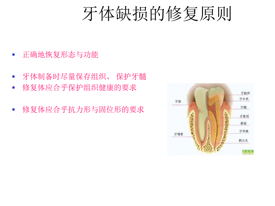 牙体缺损的修复原则课件_第3页