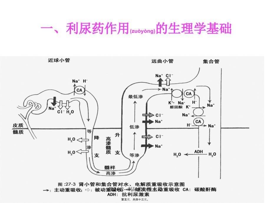 第24章利尿药与脱水药课件_第5页