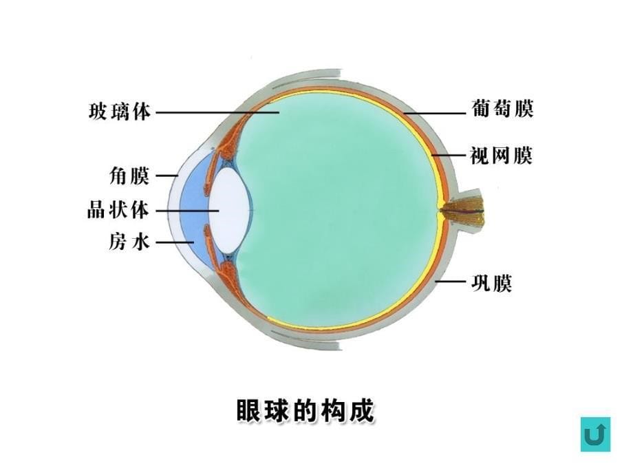 第九章巩膜病_第5页