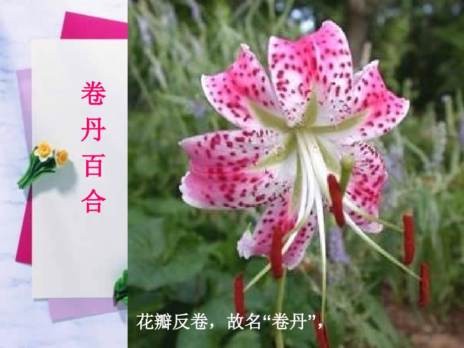 《百合花折纸》PPT课件.ppt_第3页