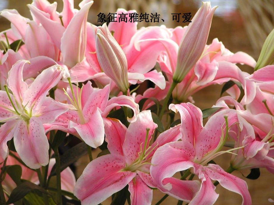 《百合花折纸》PPT课件.ppt_第4页