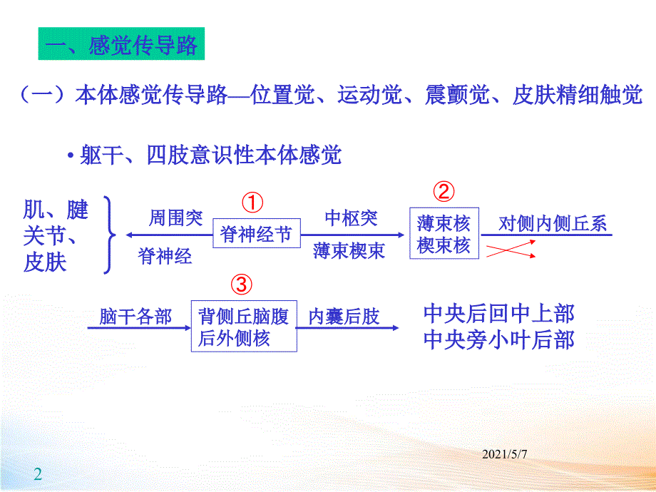 神经系统传导通路_第2页