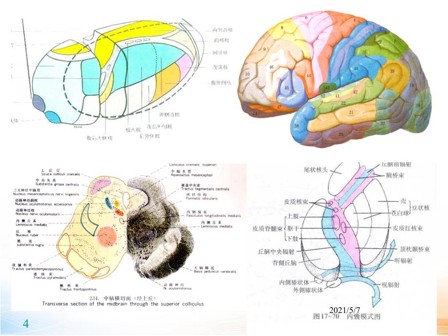 神经系统传导通路_第4页