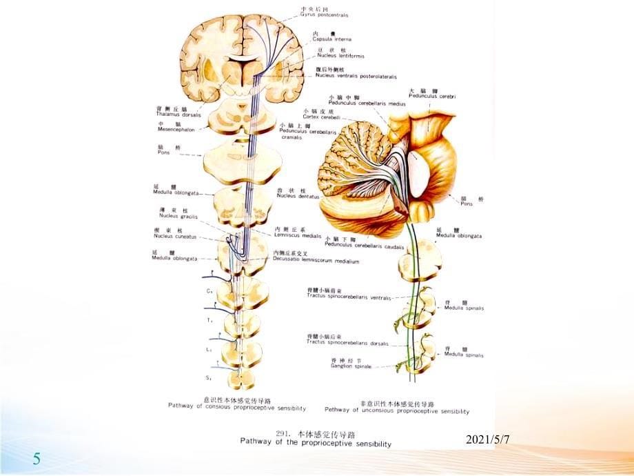 神经系统传导通路_第5页