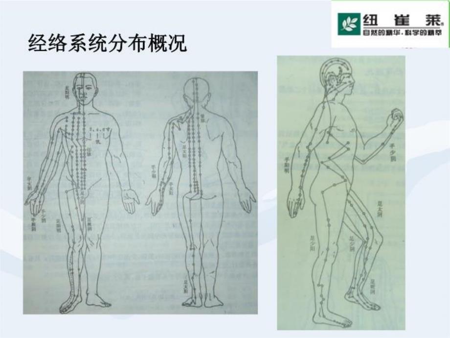 最新常见病的穴位推拿及营养保健PPT课件_第4页