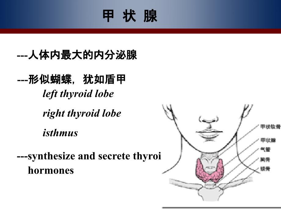 最新医学ppt--甲状腺激素及抗甲状腺药ppt课件_第2页