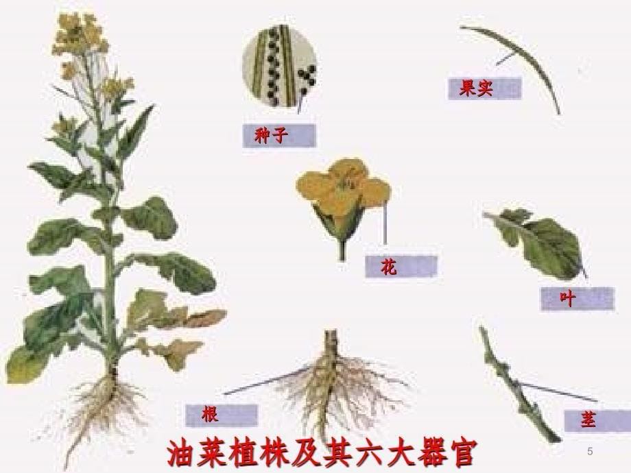 辽宁省凌海市七年级生物上册2.2.3植物体的结构层次优质课件新版新人教版_第5页