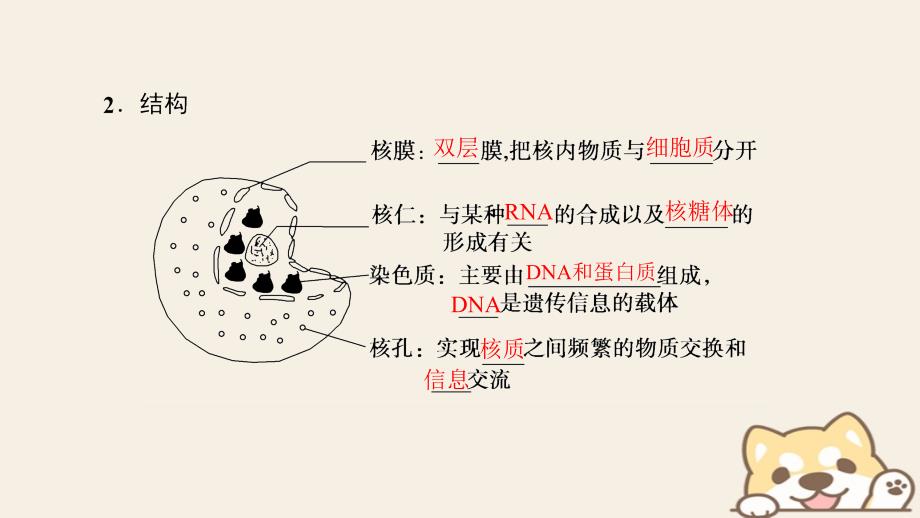 高中生物第三章细胞的基本结构第3节细胞核mdashmdash系统的控制中心课件新人教版必修1_第4页