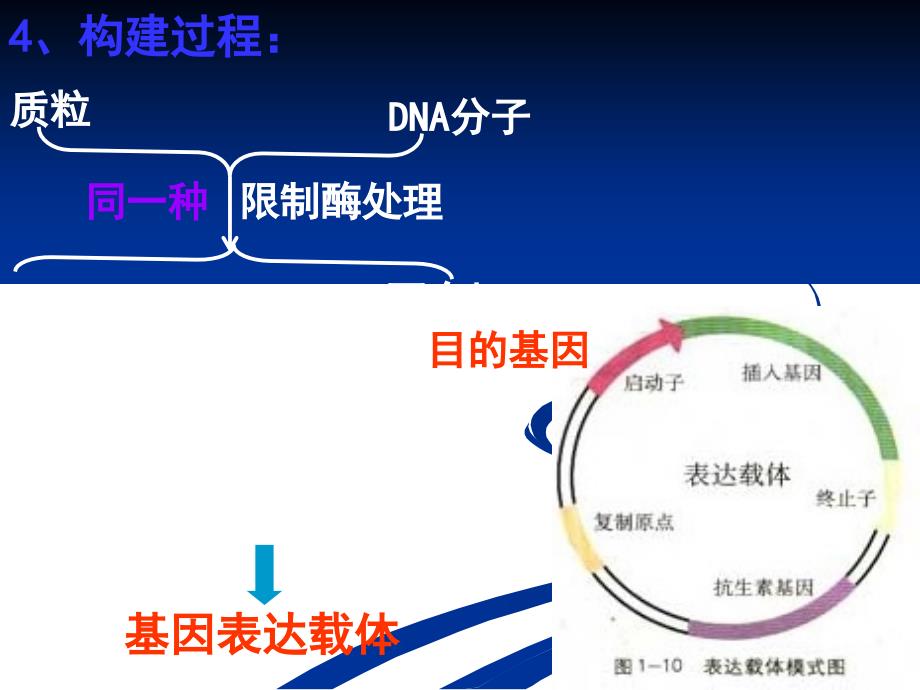 基因工程步骤-课件PPT_第2页