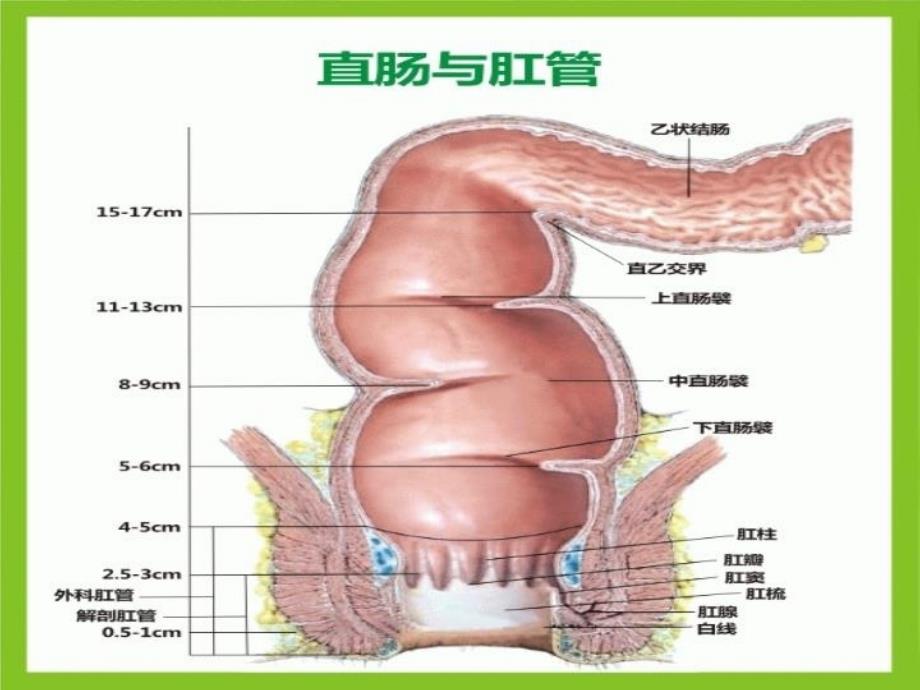 低位直肠癌保肛教程文件_第4页