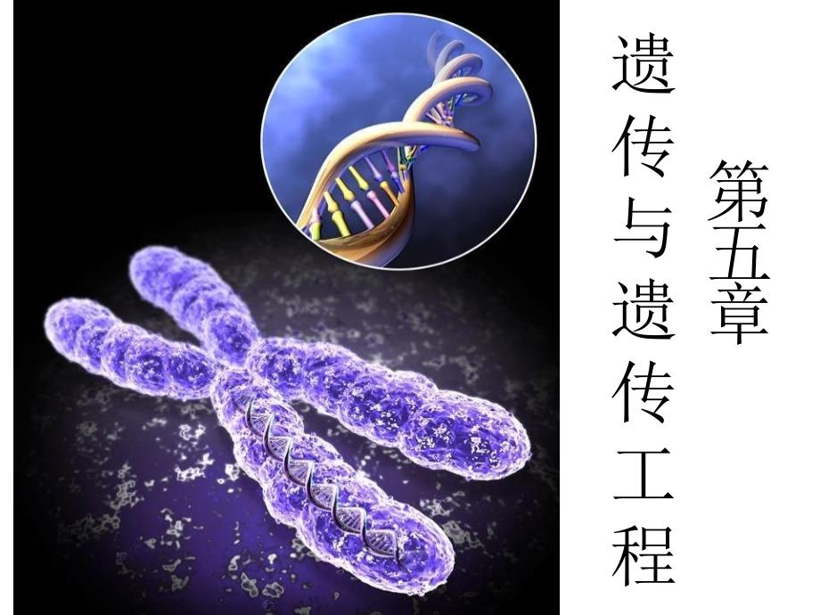 第五章遗传与遗传工程_第1页