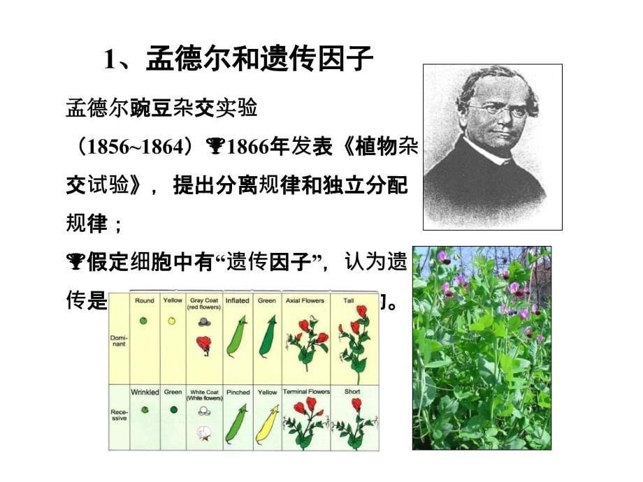 第五章遗传与遗传工程_第5页