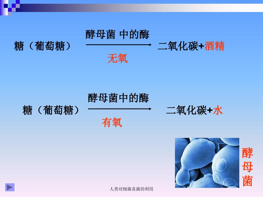 人类对细菌真菌的利用课件_第2页