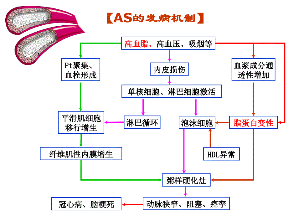 药理学教学课件：抗动脉粥样硬化药_第3页