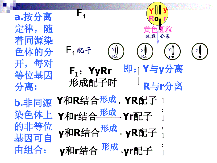 孟德尔遗传定律二_第4页