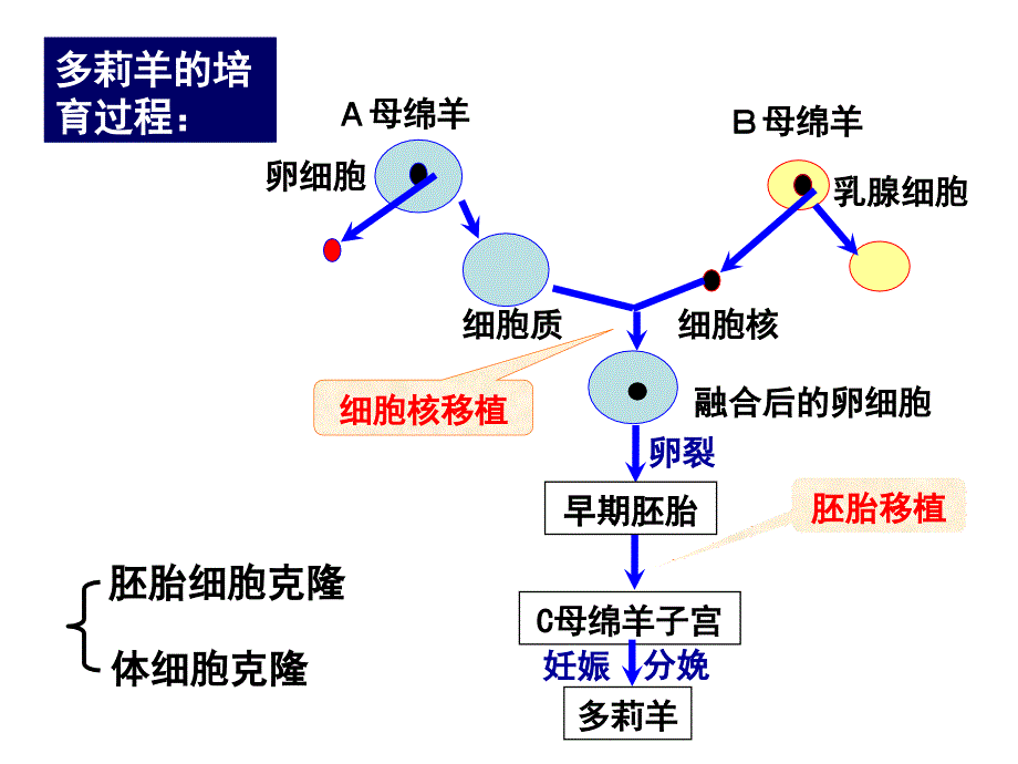 世界各国应用胚胎细胞克隆技术课件_第4页