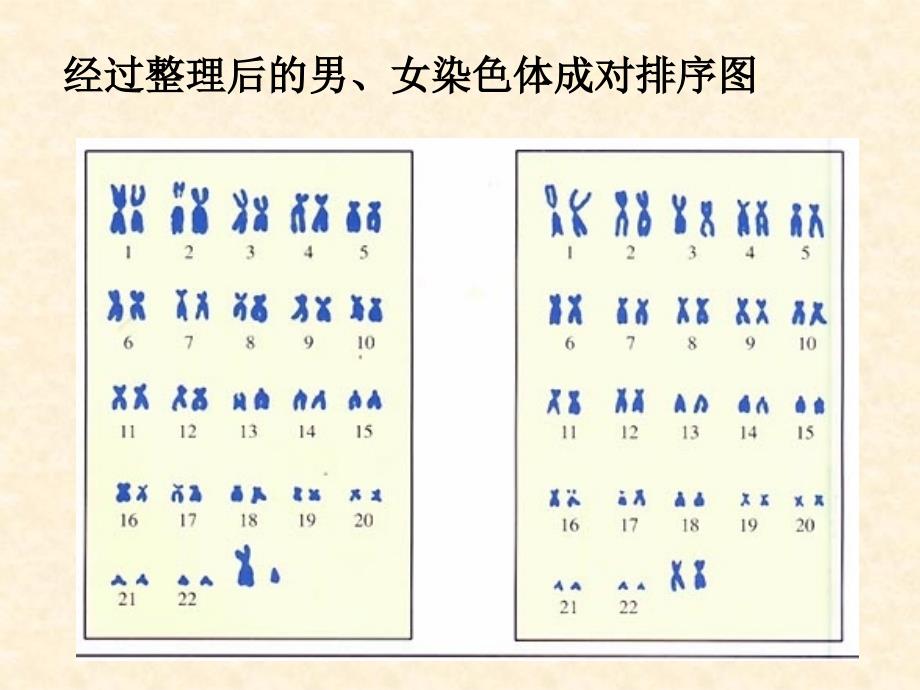 新人教版第四节人的性别遗传_第3页