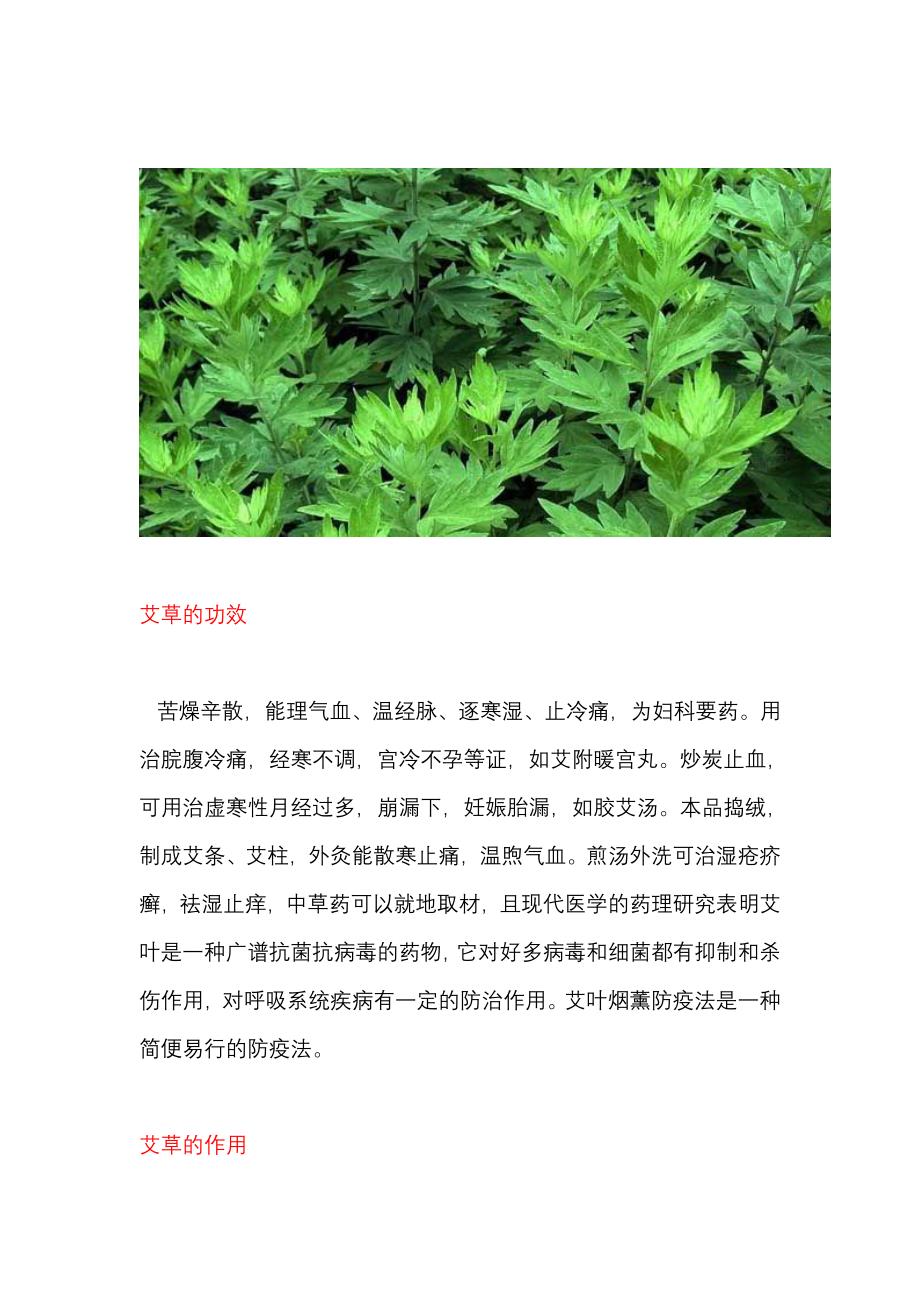 艾草简介 艾草的功效与作用 艾叶泡脚有什么好处_第2页