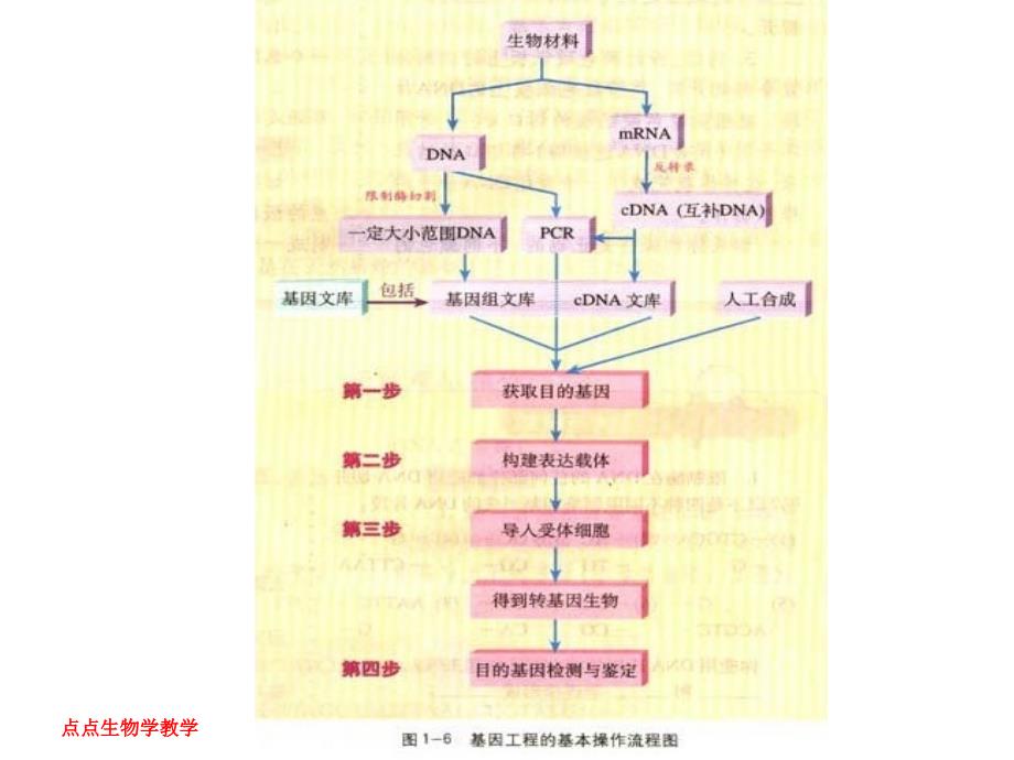 基因工程的基本操作程序.ppt_第4页