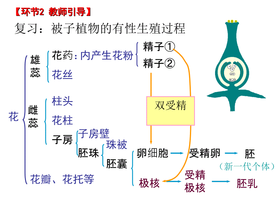 第十章生物的生殖和发育第三节绿色开花植物的有性生殖311月16日_第4页