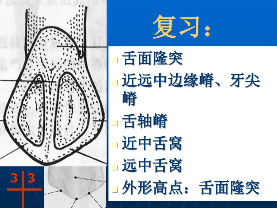 前磨牙牙体解剖 ppt课件_第2页