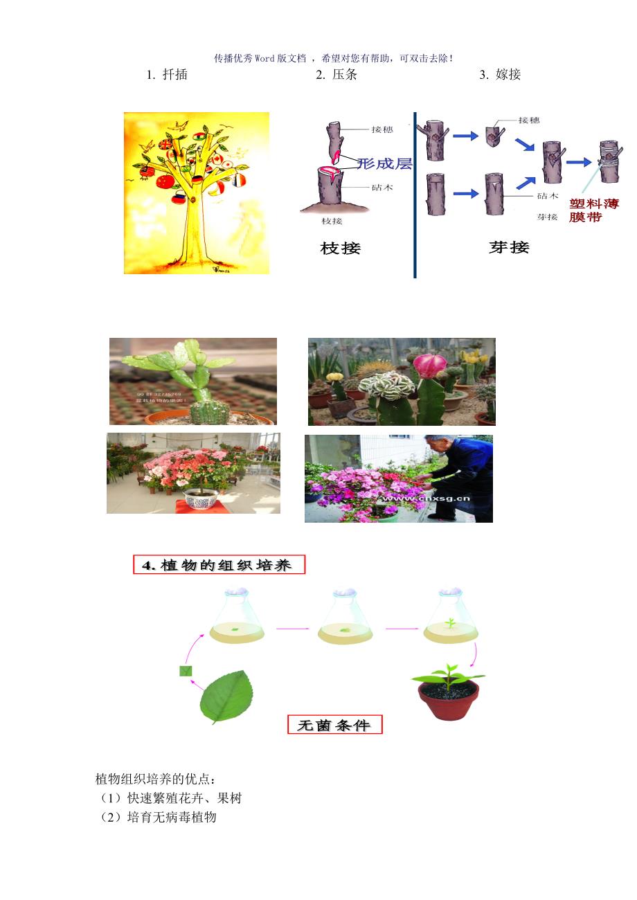 植物的生殖教案Word版_第4页