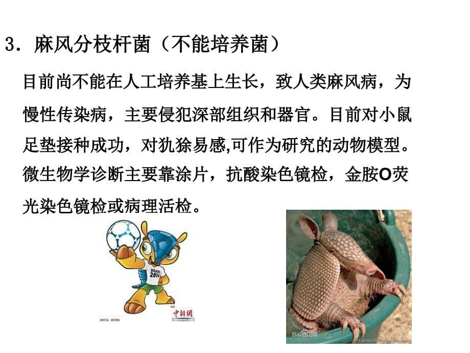 临床微生物学检验：12-分枝杆菌属Mycobacterium 2_第5页