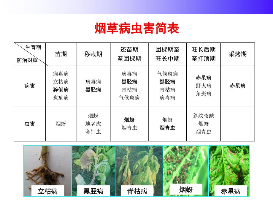 医学专题：烟草病虫害防治标_第1页