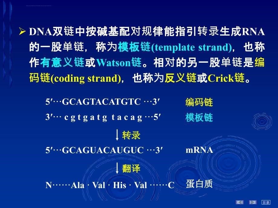 RNA的生物合成ppt课件_第5页