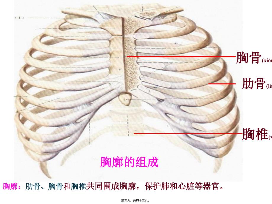 第二节发生在肺内的气体交换完成课件_第3页