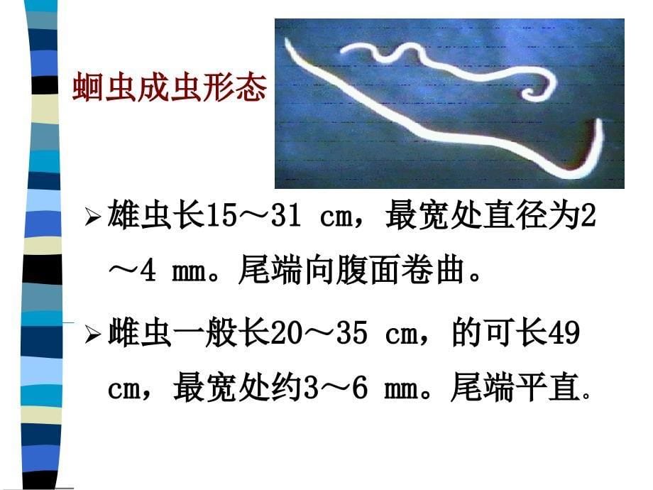 似引蛔线虫与蠕形住肠线虫_第5页