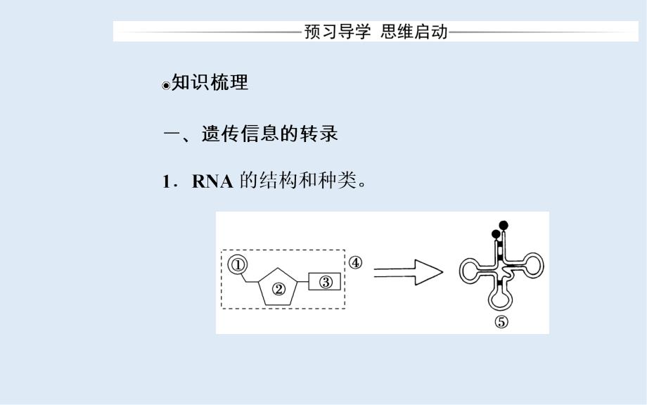 生物必修2人教版课件：第4章第1节基因指导蛋白质的合成_第3页