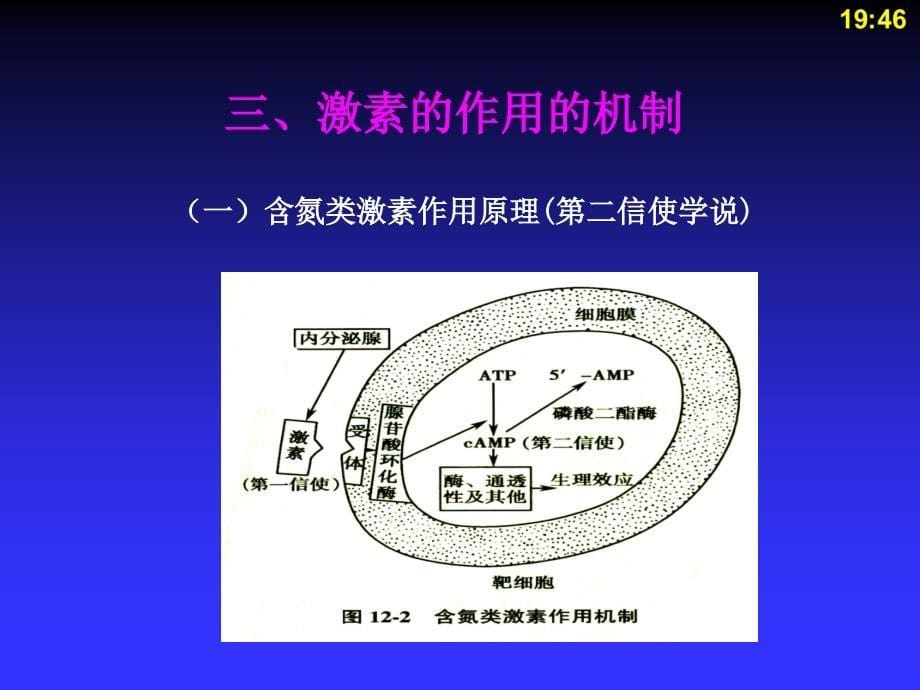 人体解剖生理学第十二章内分泌系统PPT课件_第5页