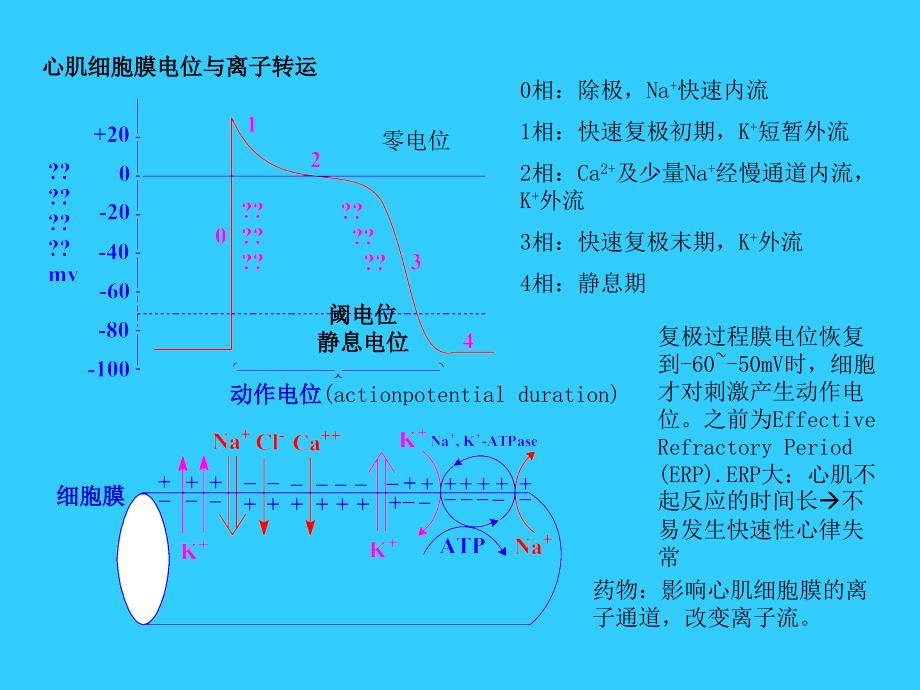 心血管药物Cardiovasculardrugs_第4页