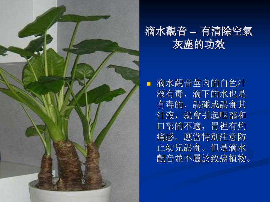 适合在家中种植的植物.ppt_第2页