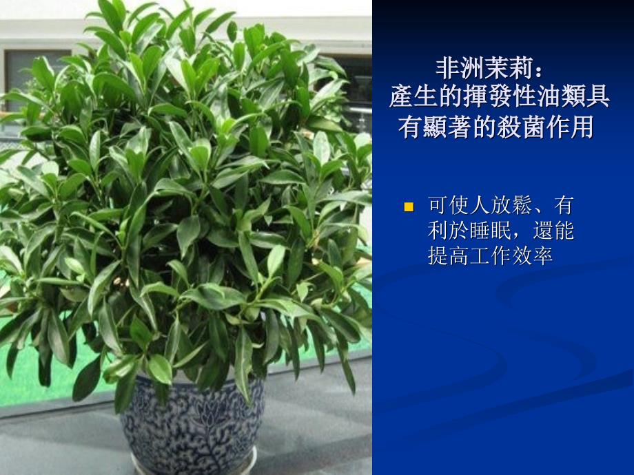 适合在家中种植的植物.ppt_第3页