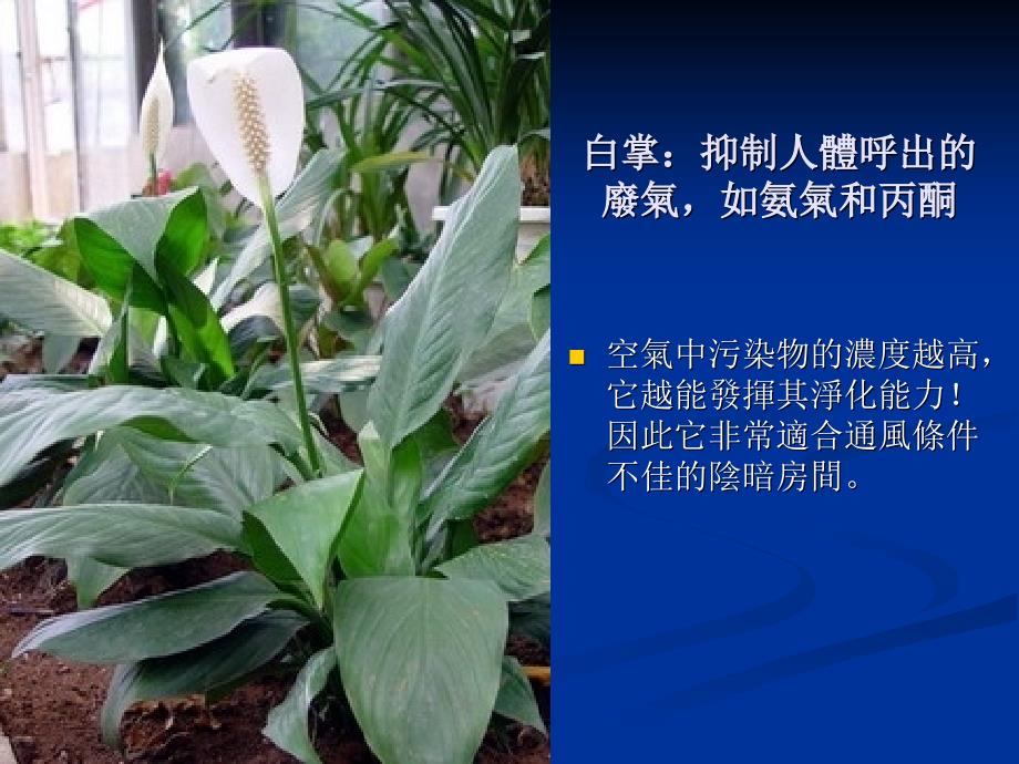 适合在家中种植的植物.ppt_第4页