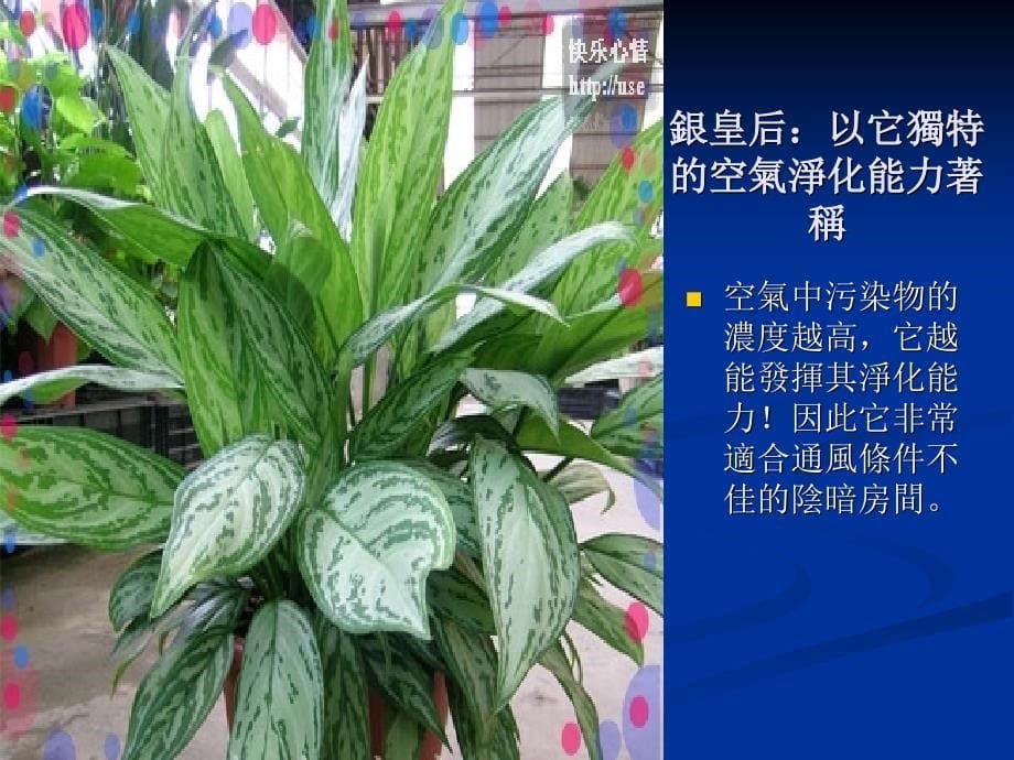 适合在家中种植的植物.ppt_第5页