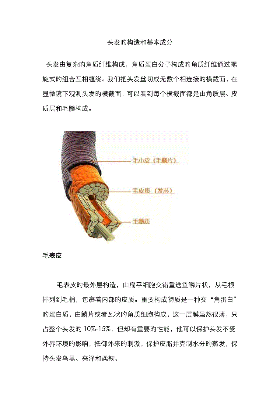 头发的结构和基本成分_第1页